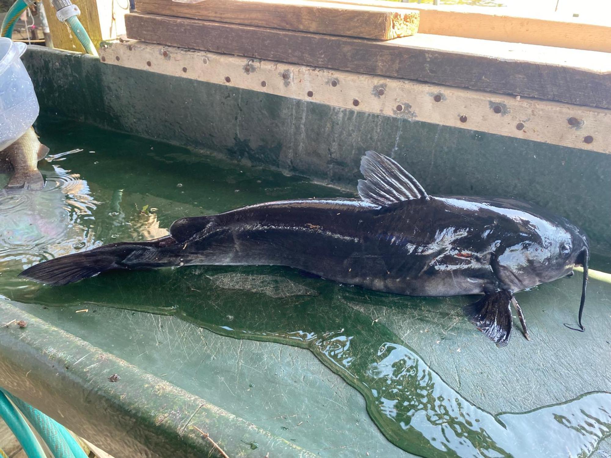 Stegbone'S Fish Camp And Resort Satsuma Esterno foto